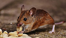 24 Hour & Emergency Exterminators in New Richmond, WV